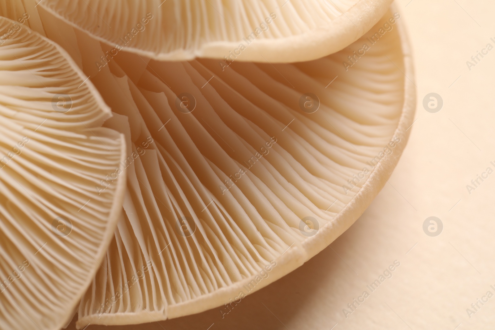 Photo of Fresh oyster mushrooms on beige background, macro view