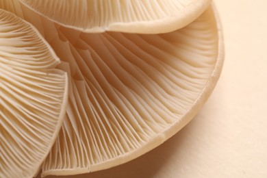 Fresh oyster mushrooms on beige background, macro view