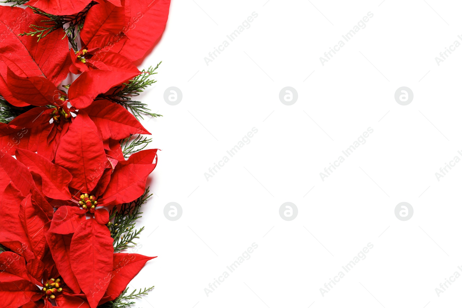 Photo of Flat lay composition with poinsettia and space for text on white background. Traditional Christmas flower