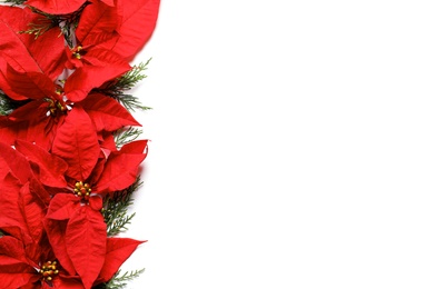 Flat lay composition with poinsettia and space for text on white background. Traditional Christmas flower