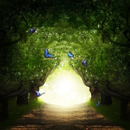Fantasy world. Magic forest with beautiful butterflies and way between trees