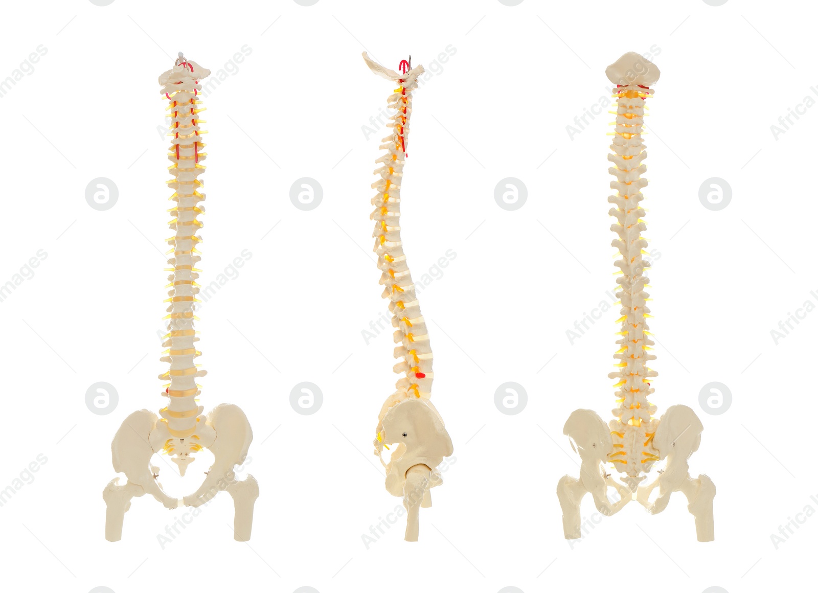 Image of Collage of artificial human spine model on white background