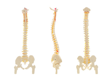 Image of Collage of artificial human spine model on white background