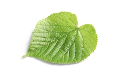 Photo of Beautiful spring green leaf on white background