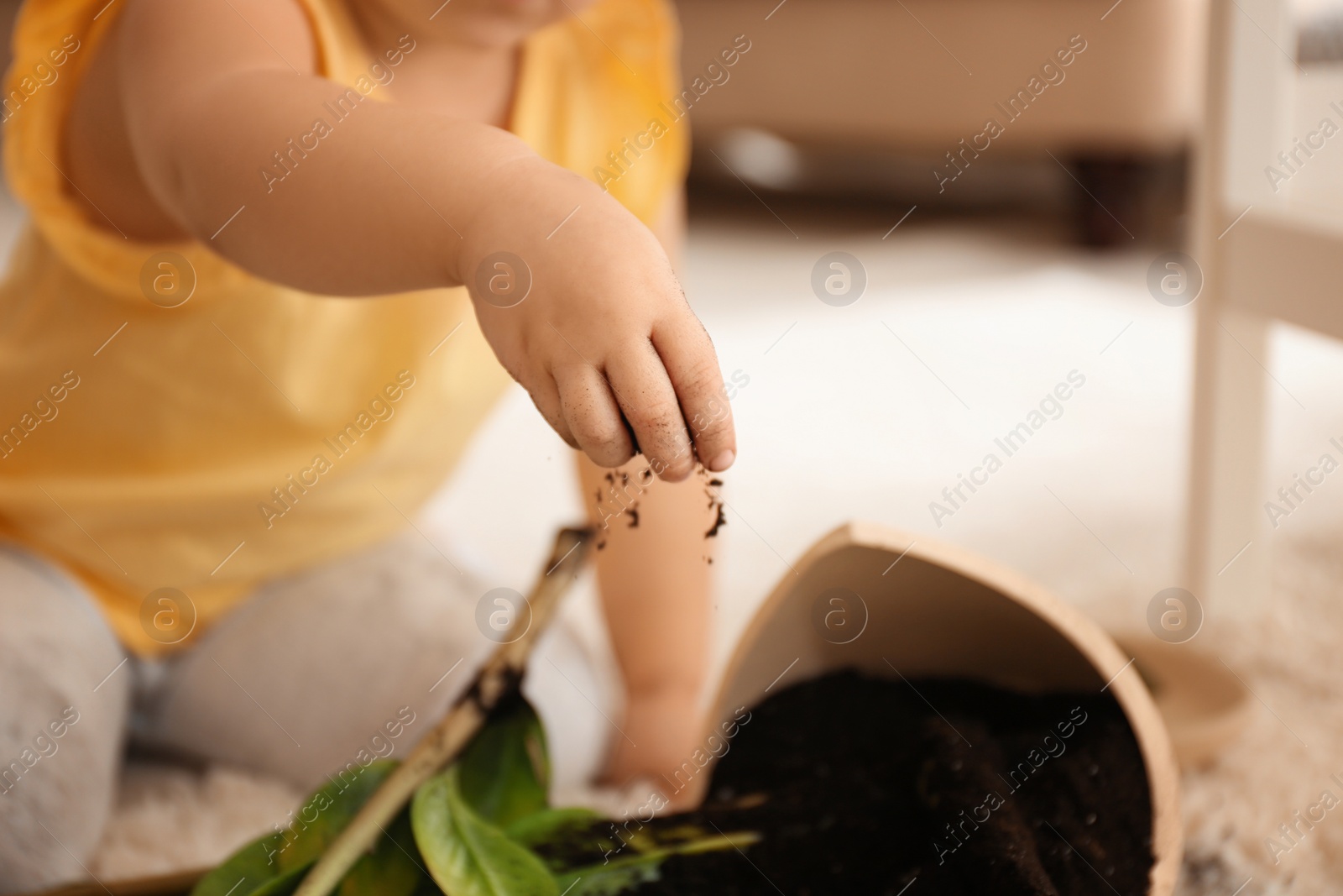 Photo of Little girl near houseplant and broken pot at home, closeup