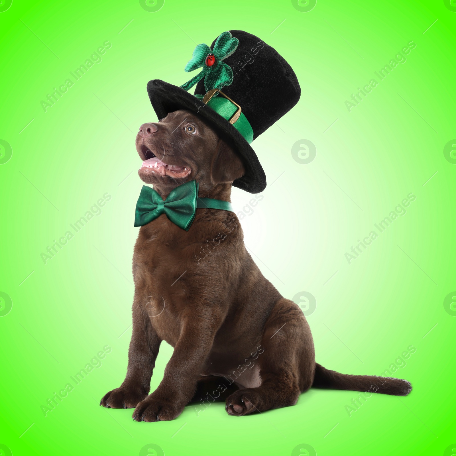 Image of St. Patrick's day celebration. Cute Chocolate Labrador puppy with leprechaun hat and bow tie on green background