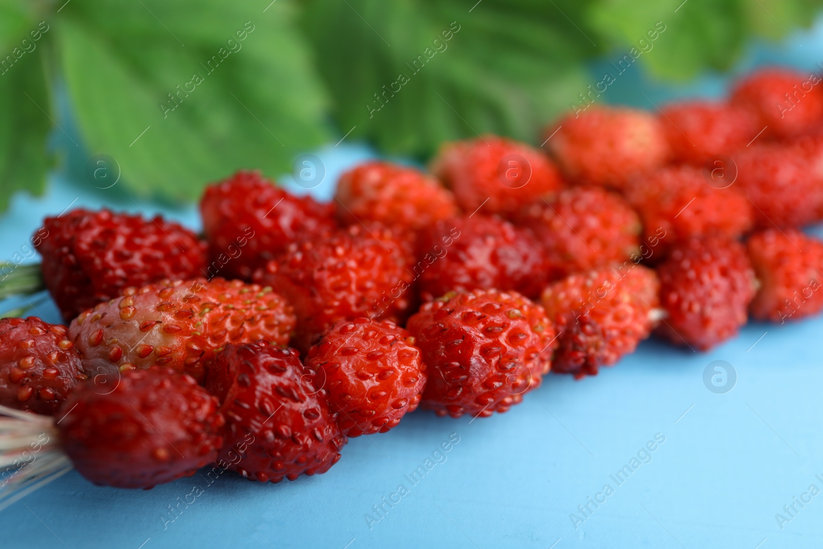 Photo of Grass stems with wild strawberries and leaves on light blue table, closeup