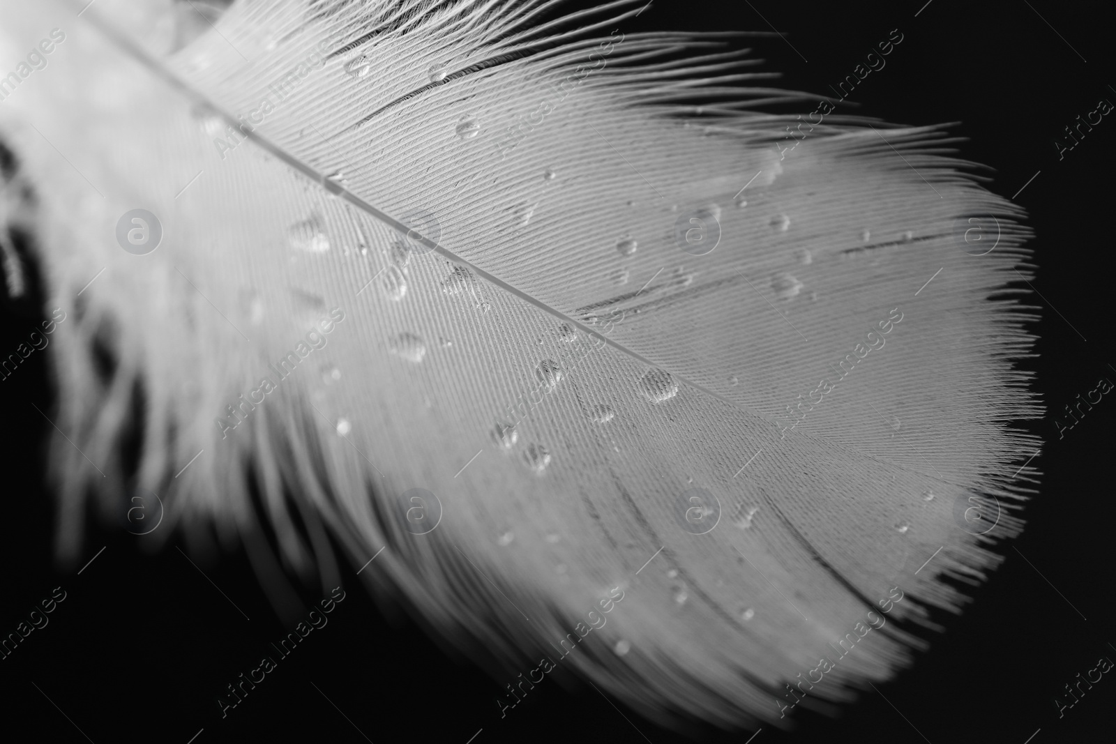 Photo of Fluffy feather with water drops on black background, closeup