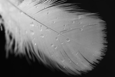 Photo of Fluffy feather with water drops on black background, closeup