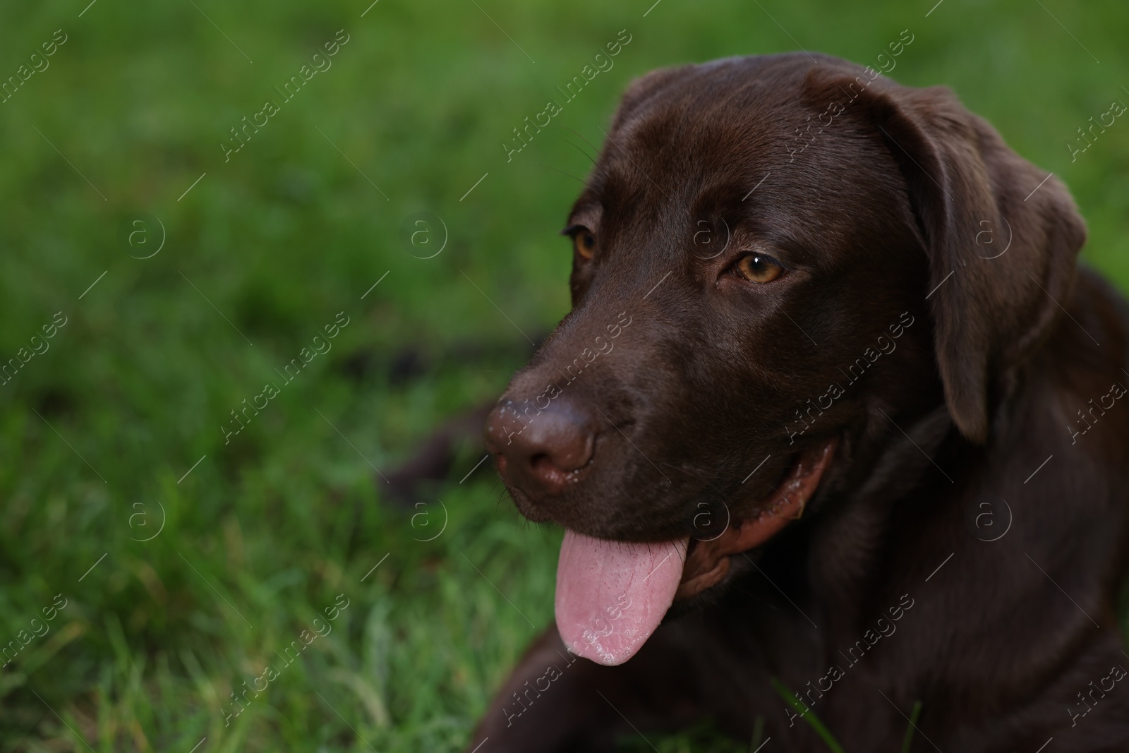 Photo of Adorable Labrador Retriever dog lying on green grass in park, closeup. Space for text