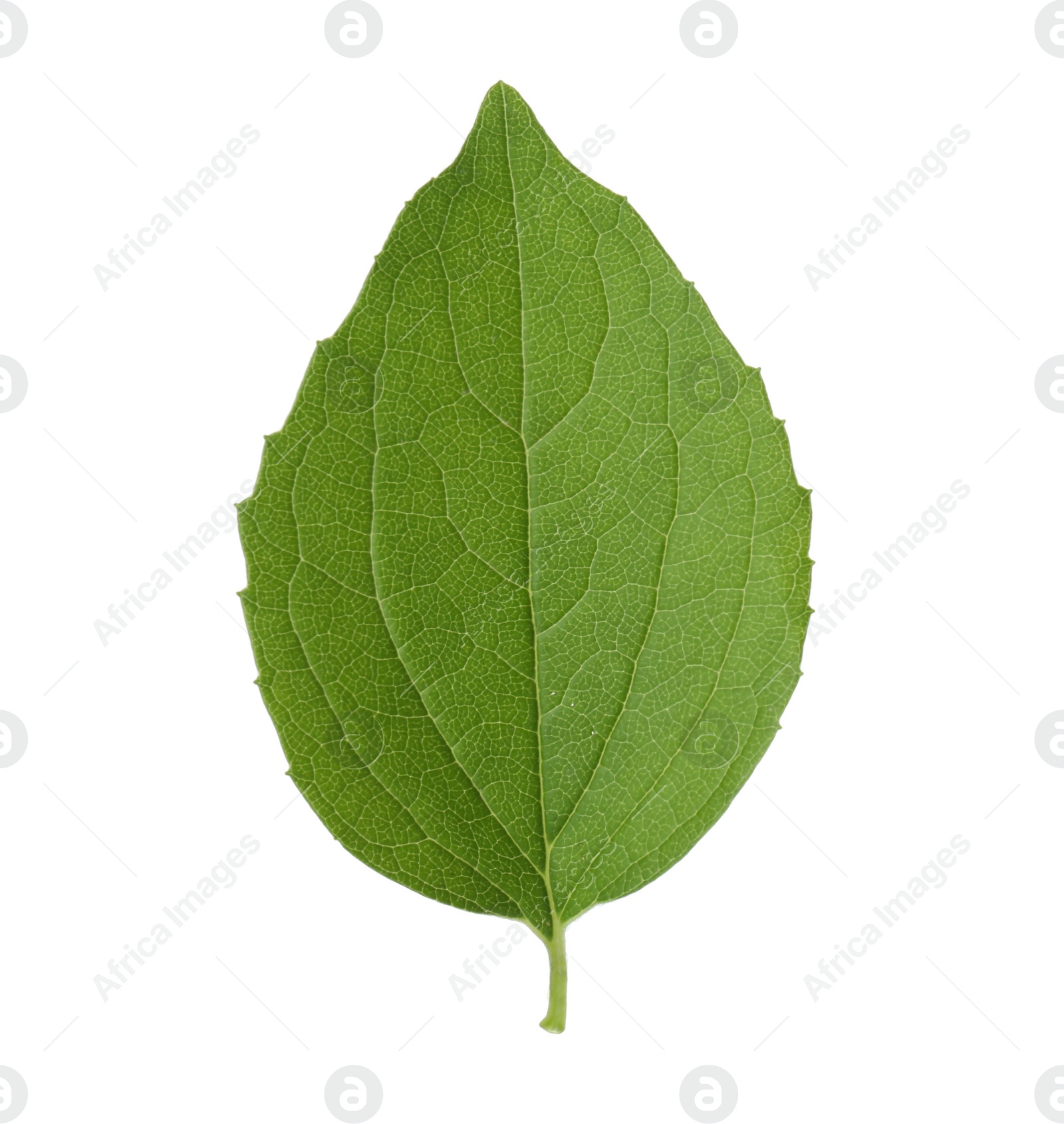 Photo of Fresh green jasmine leaf isolated on white, top view