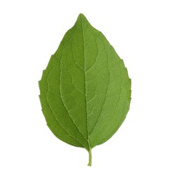 Fresh green jasmine leaf isolated on white, top view