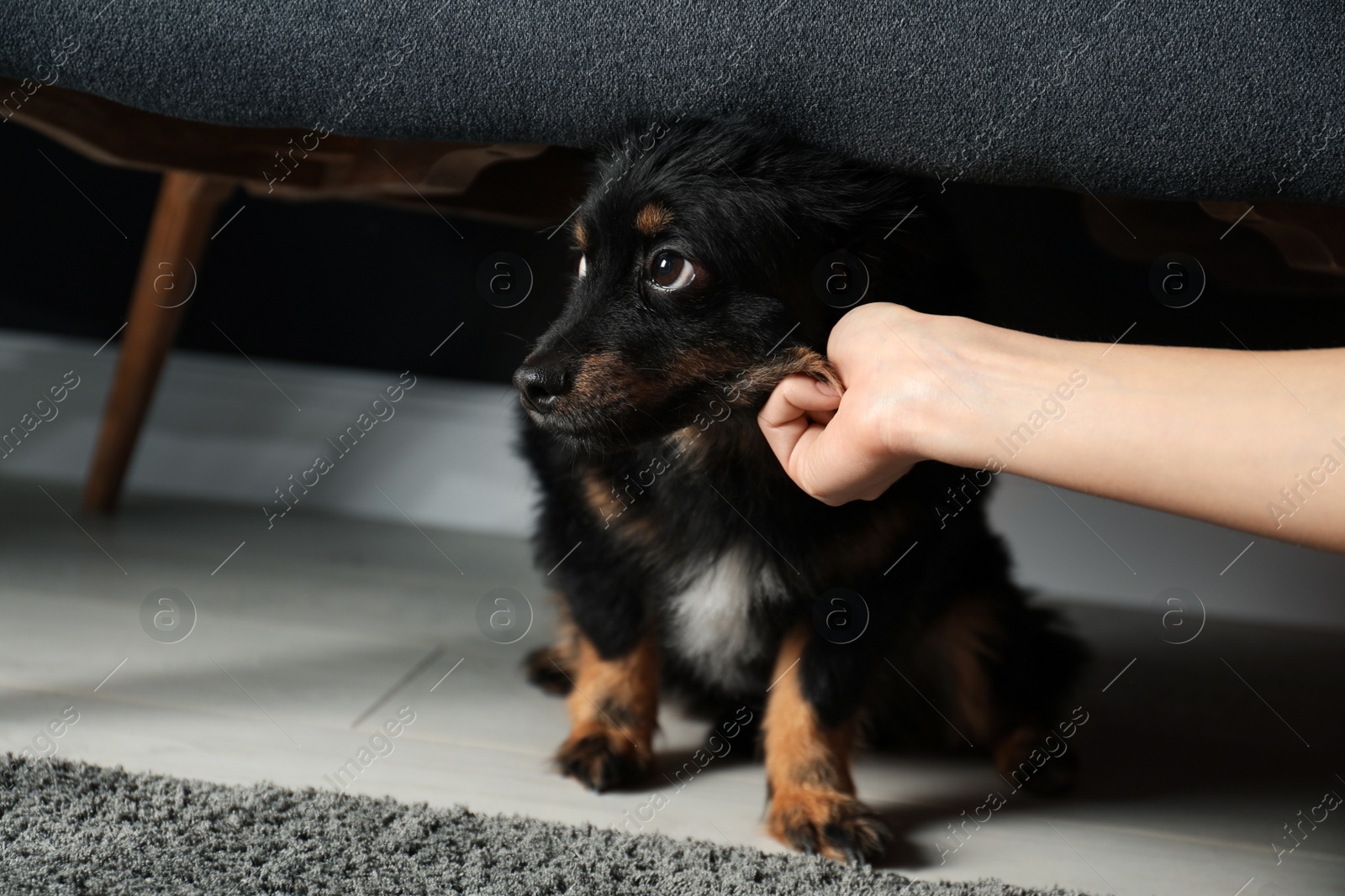 Photo of Woman hurting dog at home, closeup. Domestic violence against pets