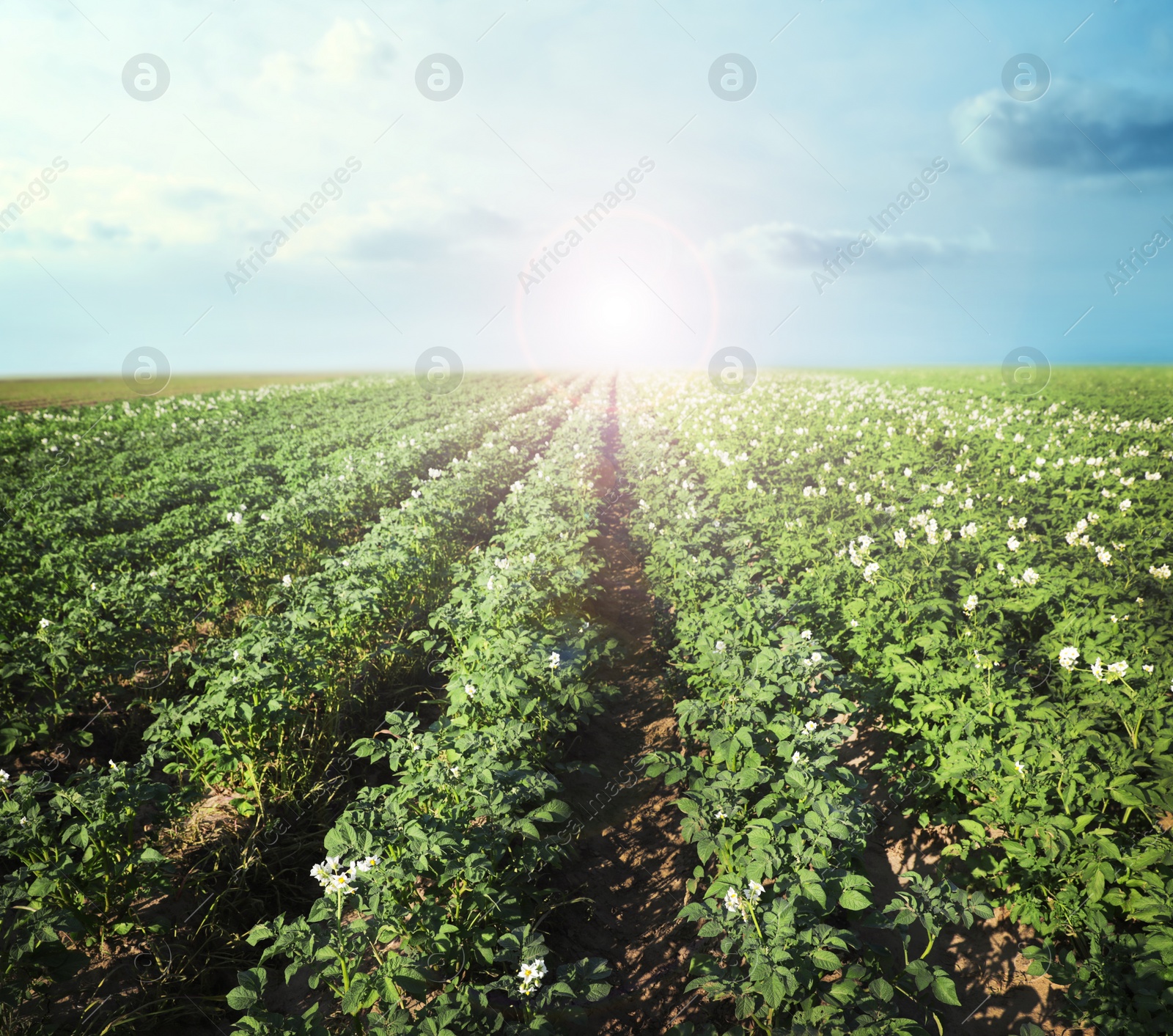 Image of Picturesque view of blooming potato field against blue sky with clouds on sunny day. Organic farming