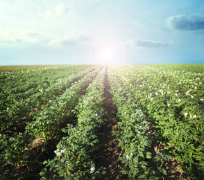 Picturesque view of blooming potato field against blue sky with clouds on sunny day. Organic farming