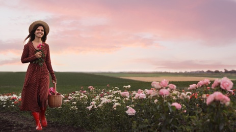 Woman with basket of roses in beautiful blooming field