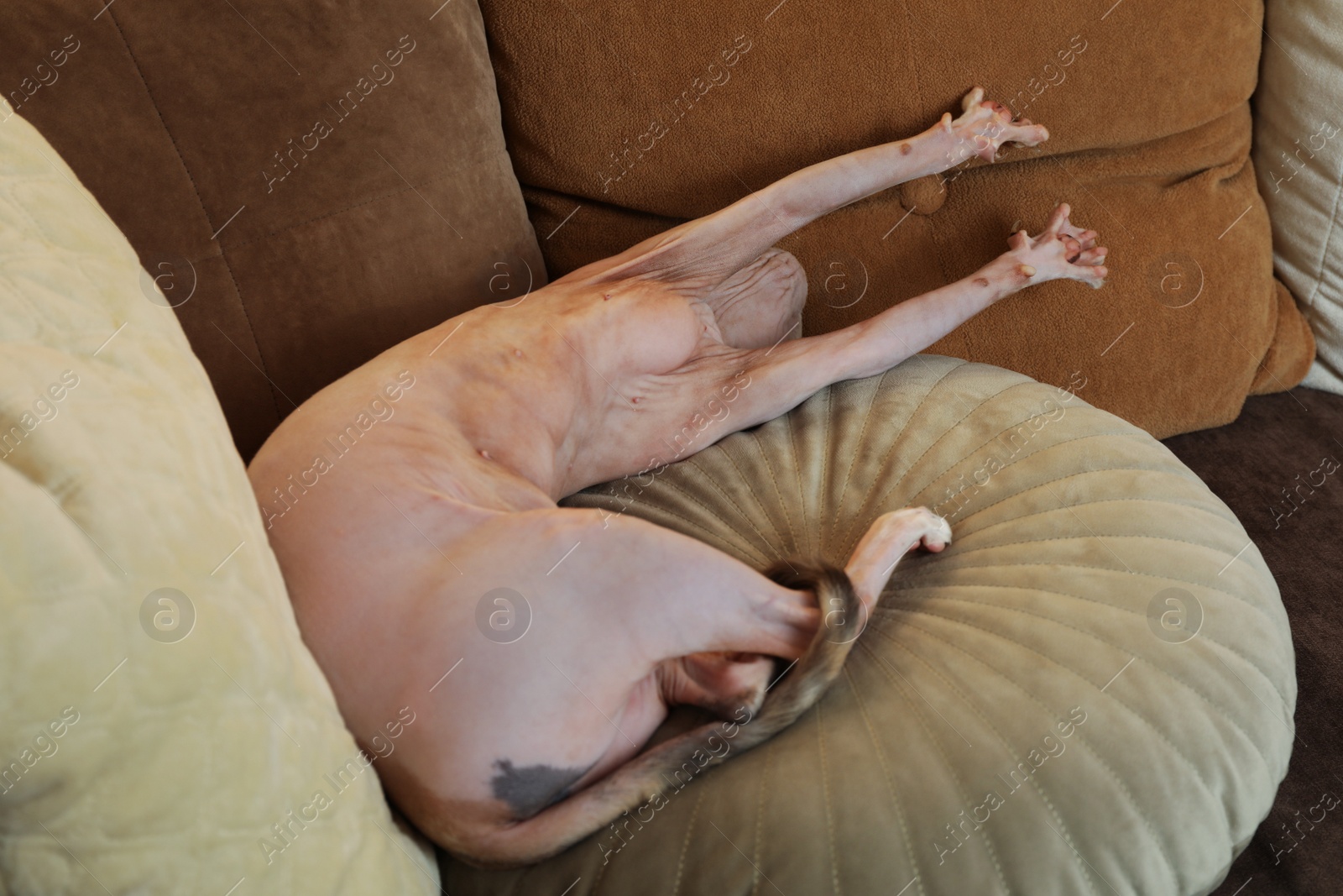 Photo of Adorable Sphynx cat lying on pillow indoors. Cute pet