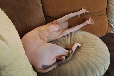 Adorable Sphynx cat lying on pillow indoors. Cute pet