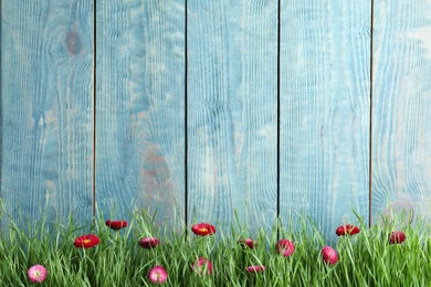 Vibrant green grass with beautiful flowers against color wooden background, space for text