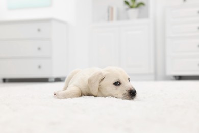 Cute little puppy lying on white carpet at home