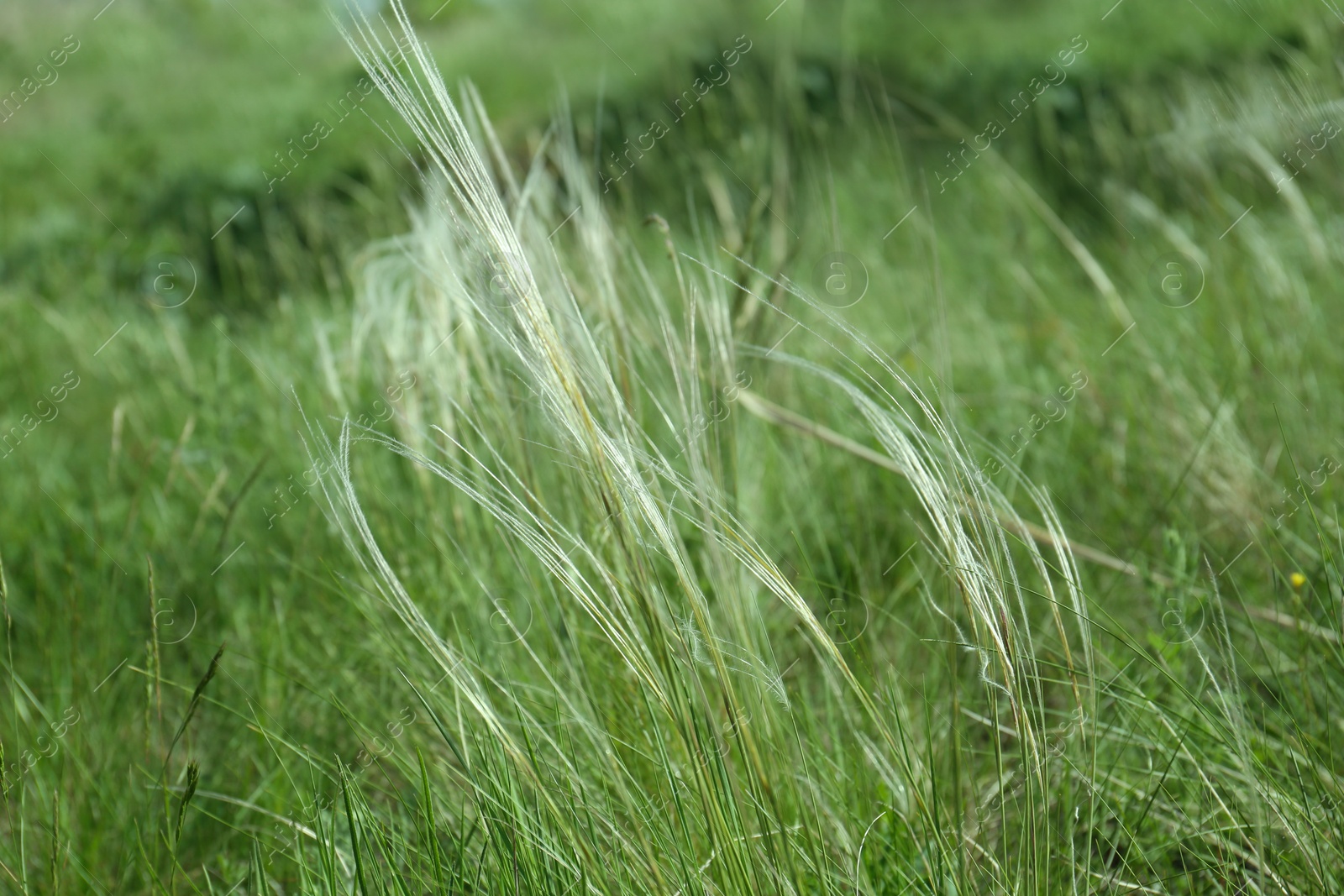 Photo of Beautiful feather grass growing in field, closeup