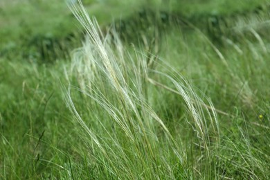 Beautiful feather grass growing in field, closeup