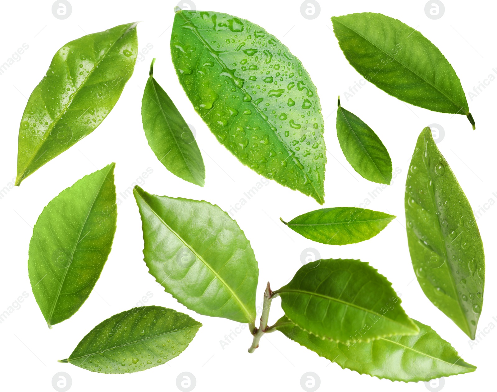 Image of Set with fresh green leaves on white background