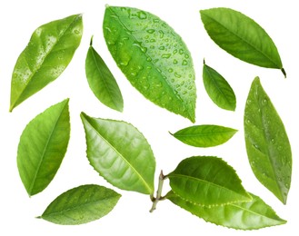 Image of Set with fresh green leaves on white background