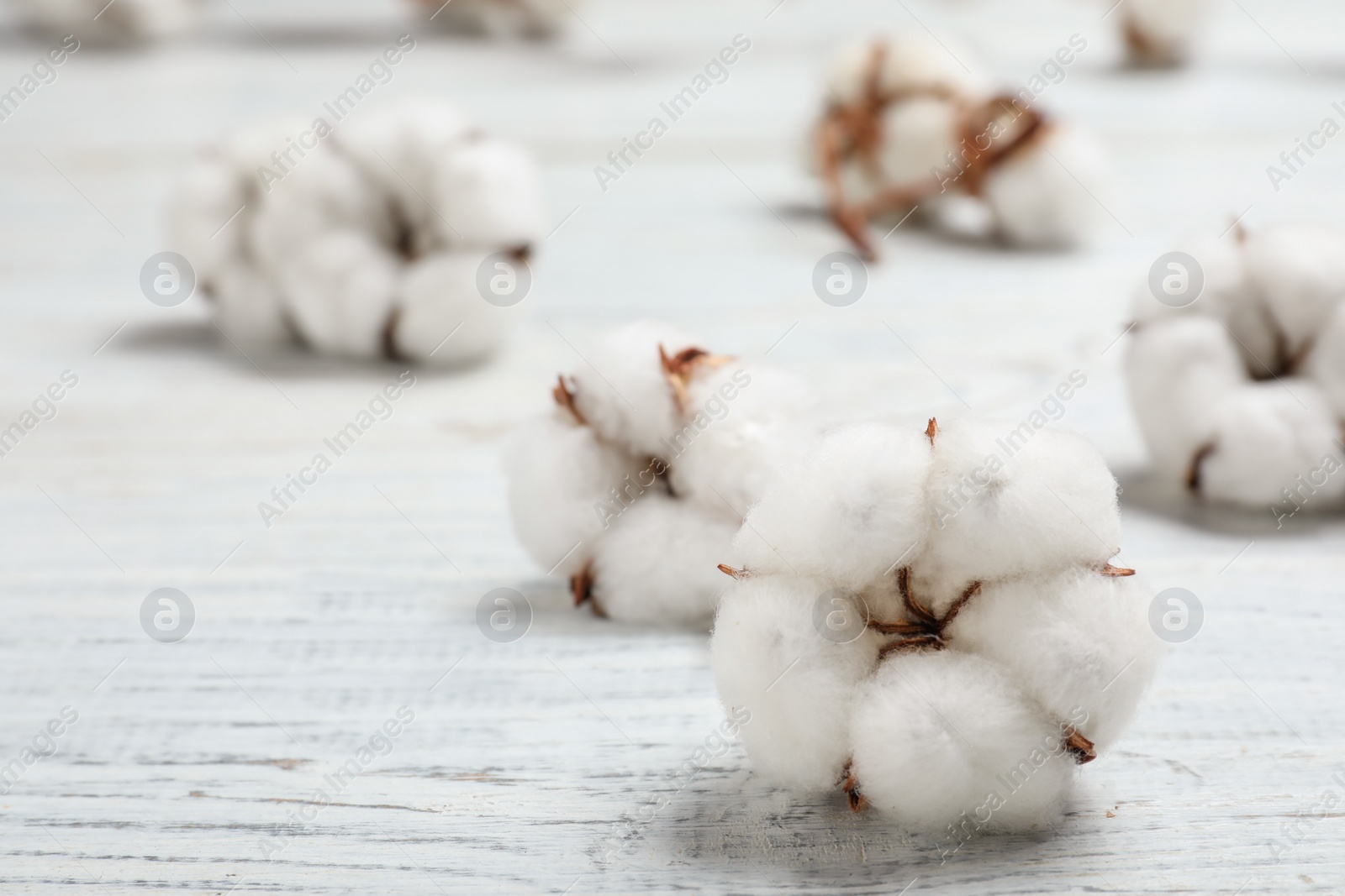 Photo of Fluffy cotton flowers on white wooden background, closeup