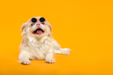 Cute Pekingese dog with sunglasses on yellow background. Space for text