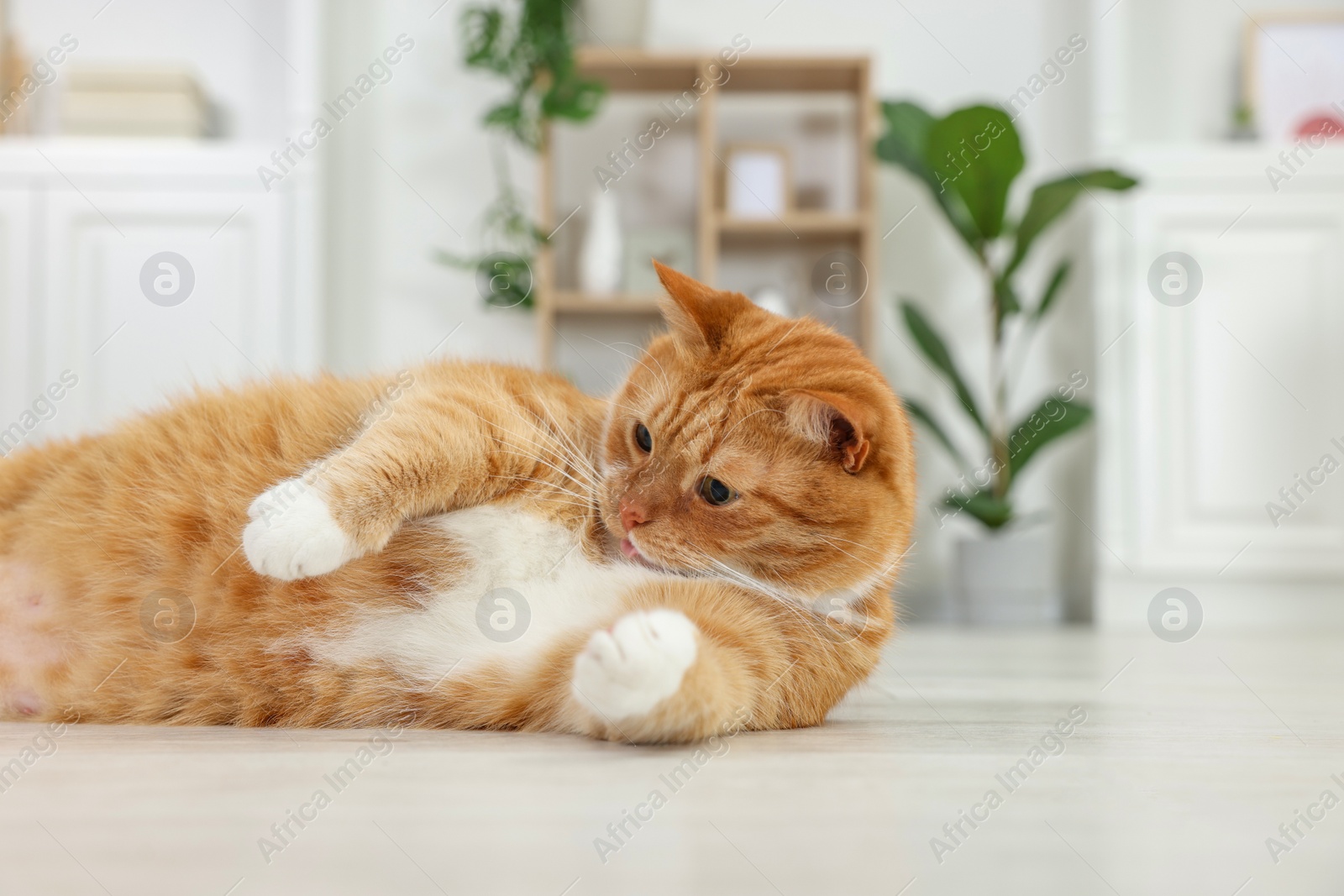 Photo of Cute ginger cat lying on floor at home