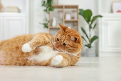 Photo of Cute ginger cat lying on floor at home