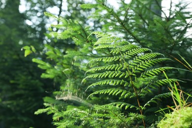Green fern growing in forest on sunny day, closeup