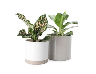 Photo of Beautiful Aglaonema plants in flowerpots isolated on white. House decor