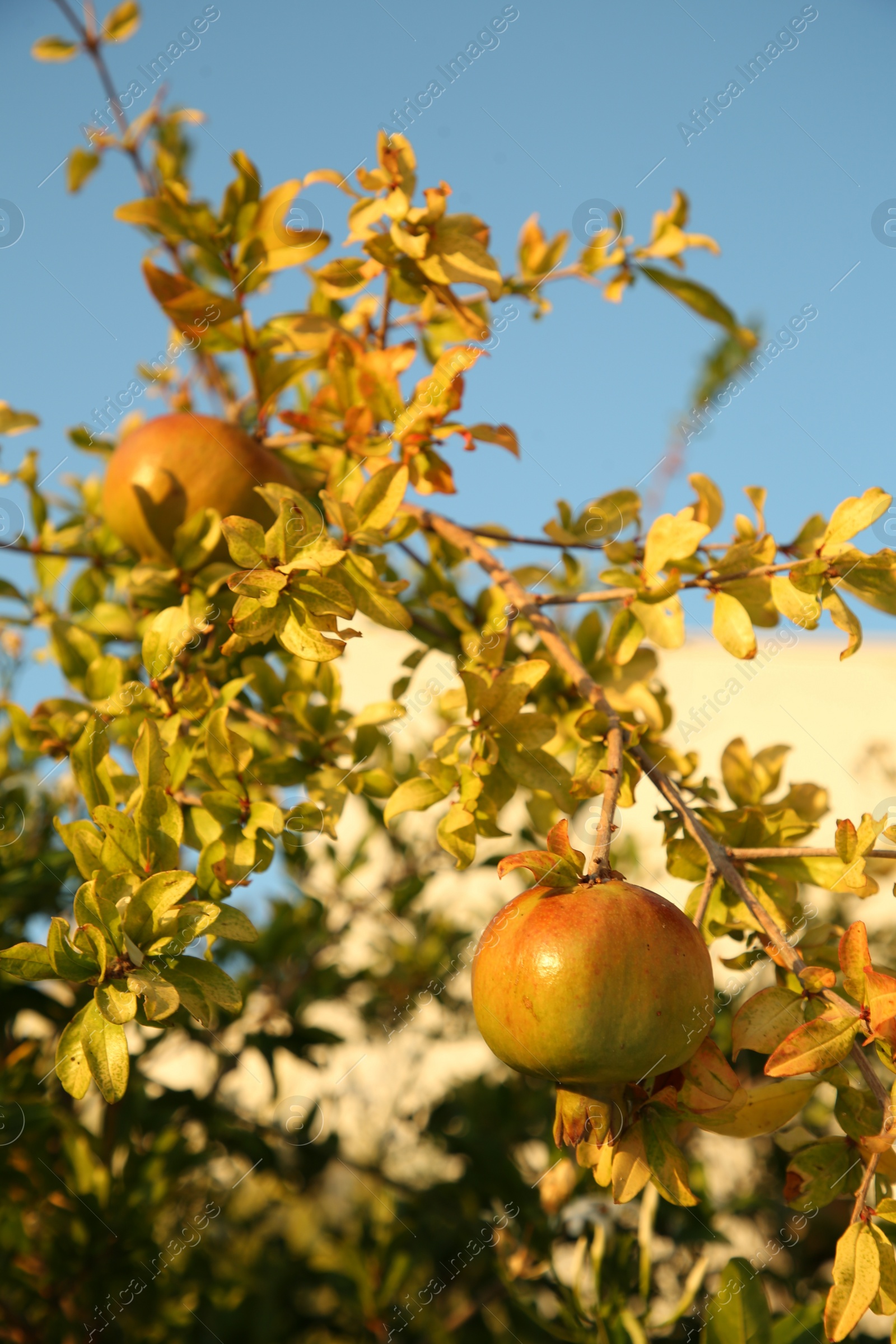 Photo of Pomegranate tree with ripening fruit outdoors on sunny day, closeup