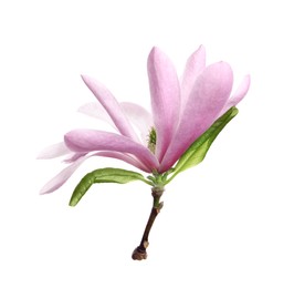 Photo of Beautiful pink magnolia flower with green leaves isolated on white