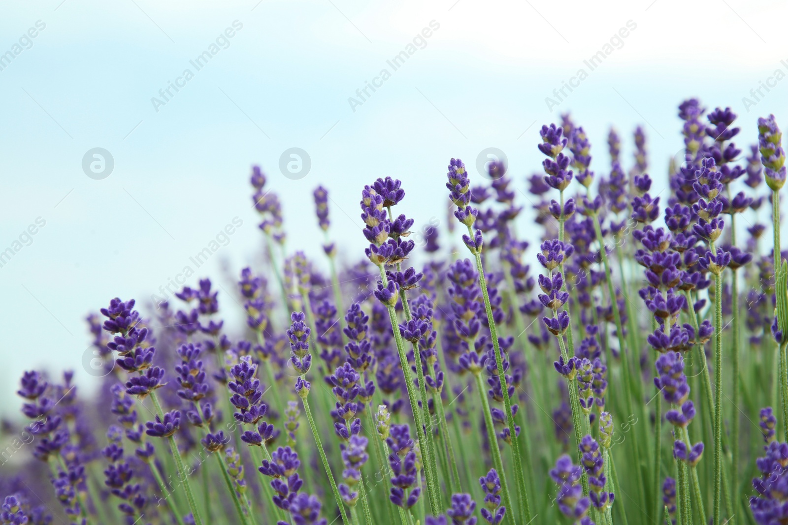 Photo of Beautiful blooming lavender growing outdoors, closeup view