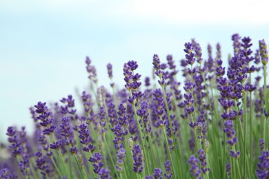 Beautiful blooming lavender growing outdoors, closeup view