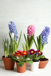 Different beautiful potted flowers on white wooden table