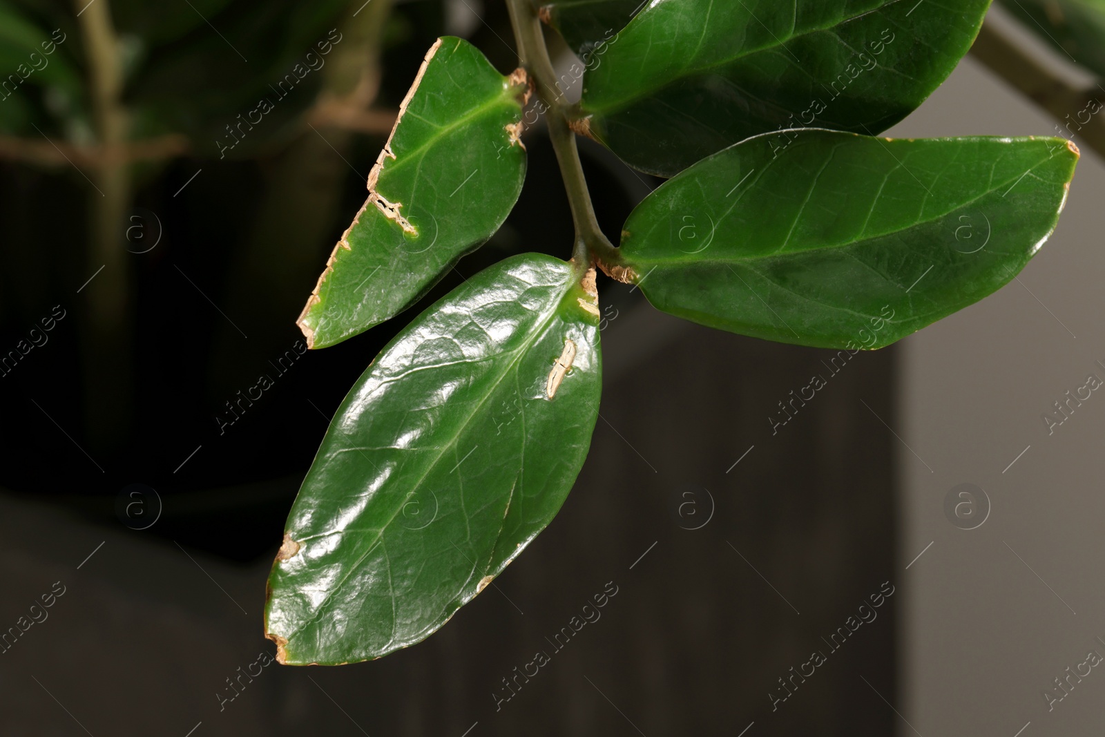 Photo of Potted houseplant with damaged leaves indoors, closeup