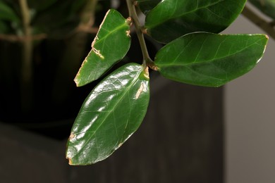 Photo of Potted houseplant with damaged leaves indoors, closeup