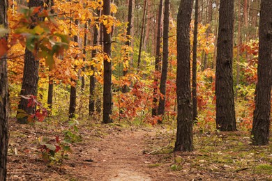 Photo of Trail and beautiful trees in forest. Autumn season