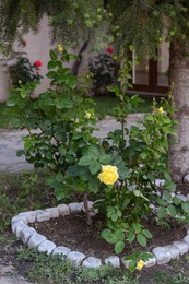 Photo of Beautiful blooming rose bush growing in flowerbed on city street