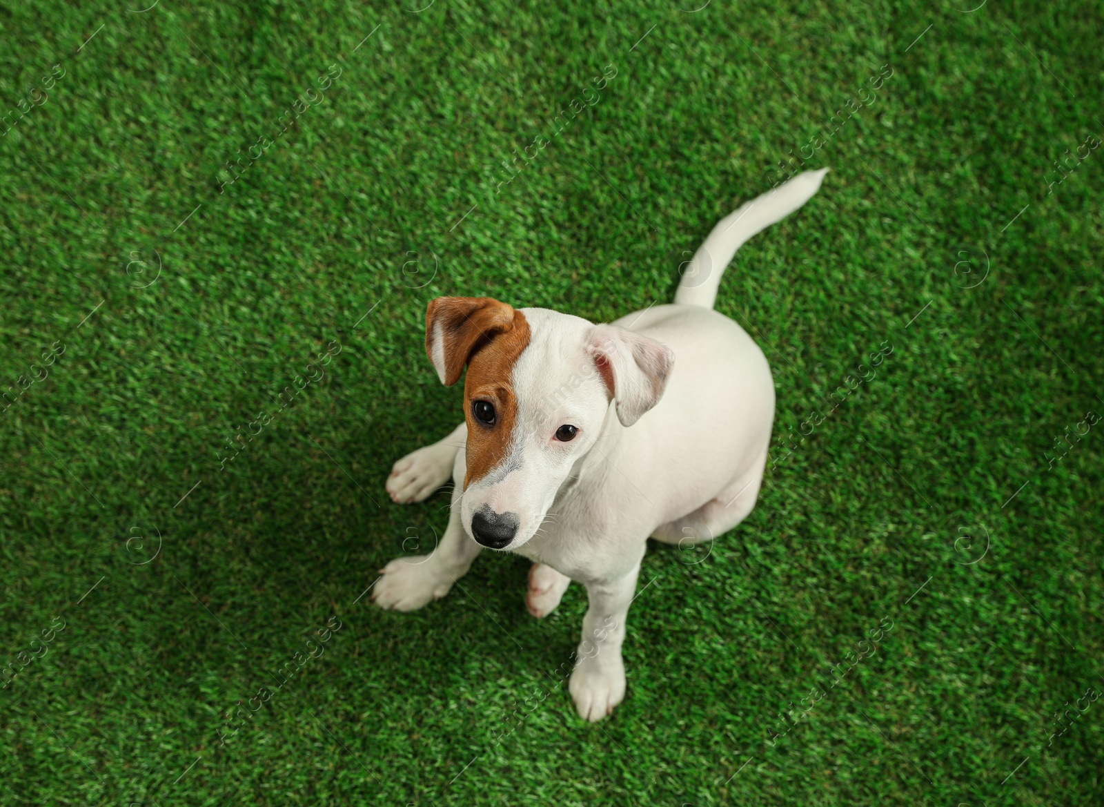 Photo of Cute Jack Russel Terrier on green grass, top view. Lovely dog