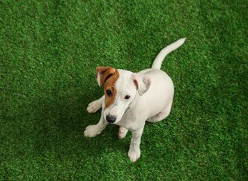 Cute Jack Russel Terrier on green grass, top view. Lovely dog