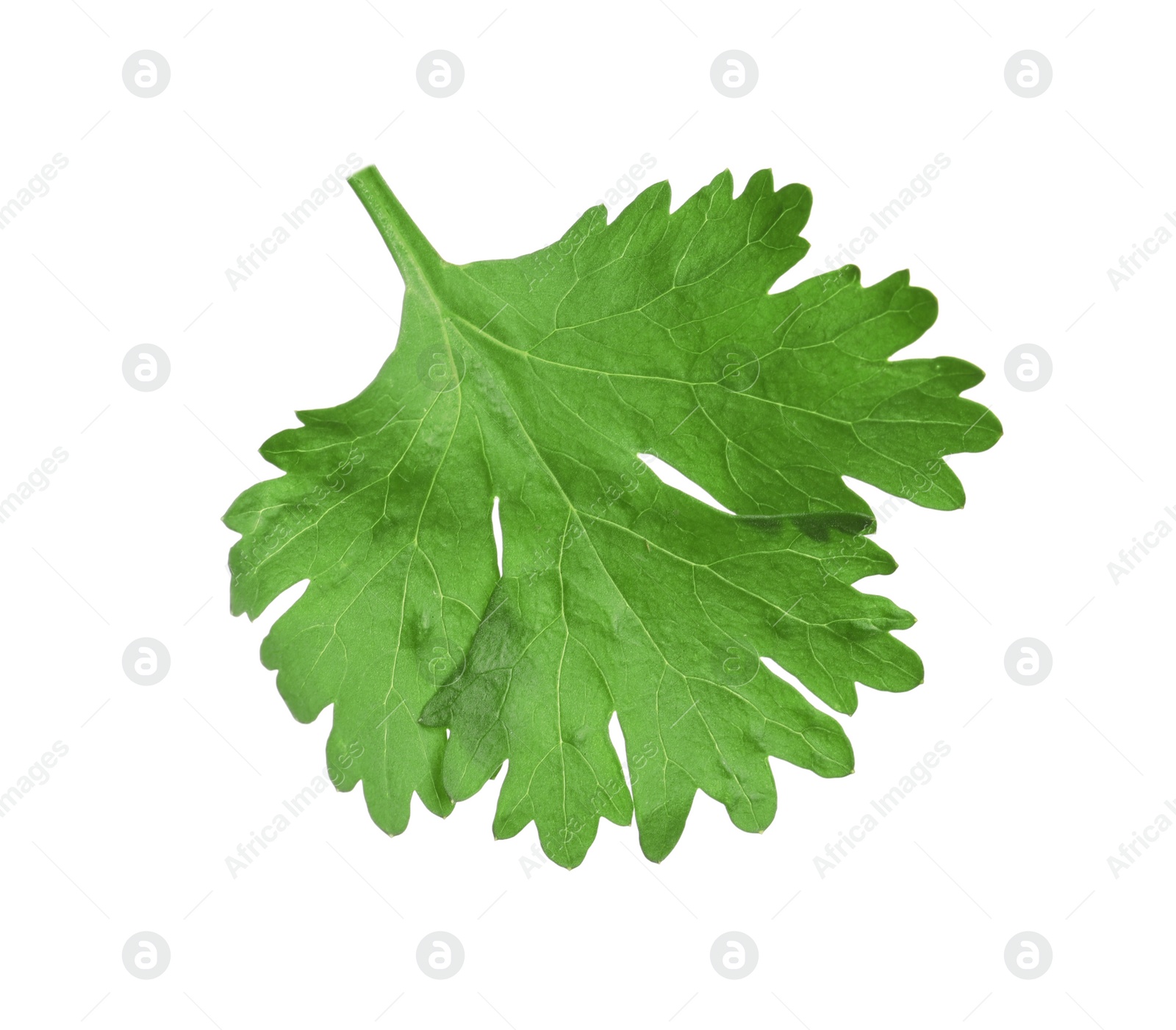 Photo of Fresh green coriander leaf isolated on white