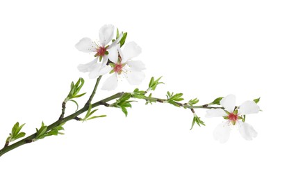 Photo of Tree branch with beautiful blossoms isolated on white. Spring season