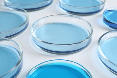 Photo of Many Petri dishes with light blue liquids on white background, closeup