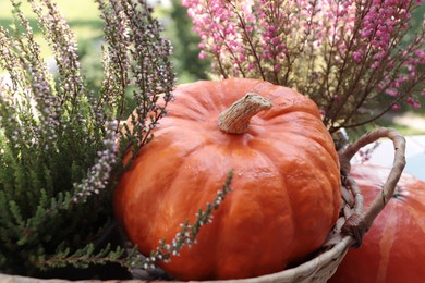 Wicker basket with beautiful heather flowers and pumpkins outdoors on sunny day, closeup