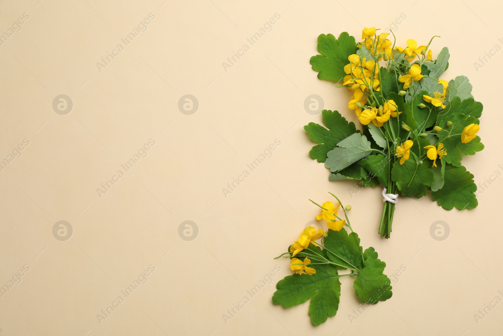 Photo of Celandine with beautiful yellow flowers on beige background, flat lay. Space for text